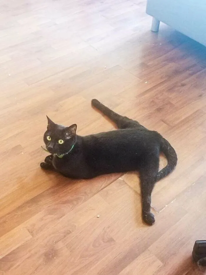 Chorizo Sploots Because He Can't Feel/Move His Back Legs And This Is Comfy For Him, But Also Because He's Just Fancy Like That