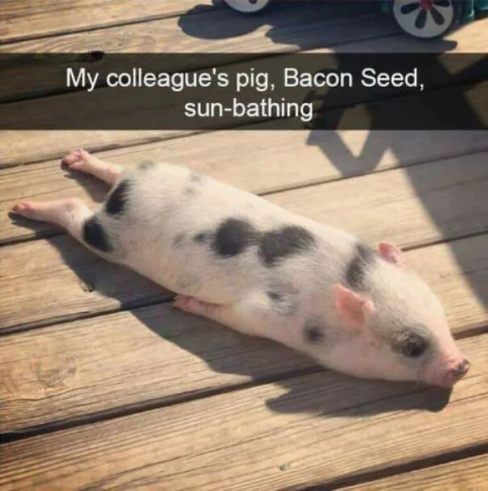 Piglet Sploot!