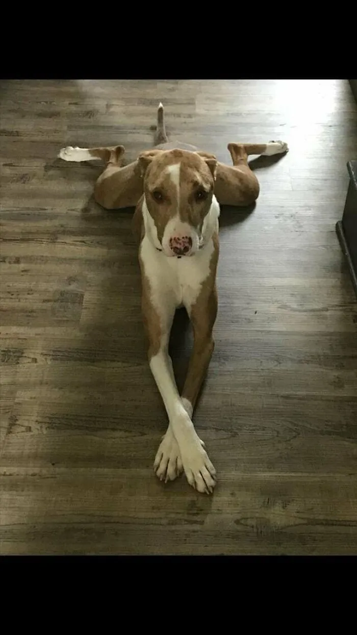 Can Dogs Model For Vogue?