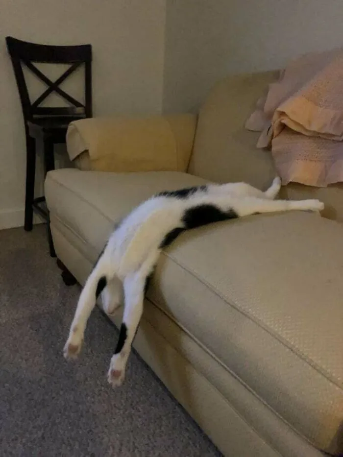 Dude Just Sleeps Like This