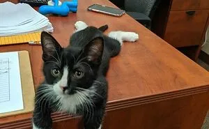 50 Times Animals Went ‘Sploot’ And People Went ‘Aww’, As Shared In This Community