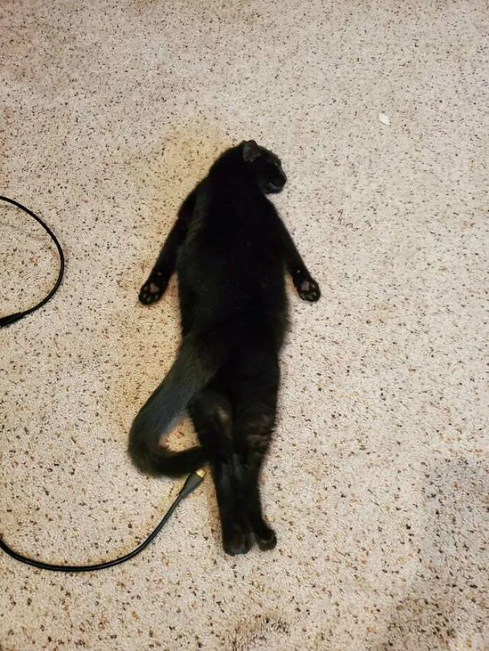 How My Cat Sleeps