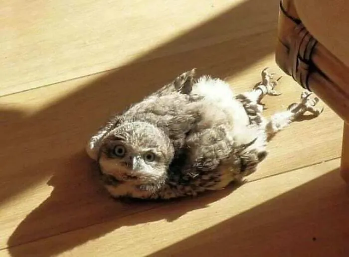 Apparently Hoots Also Sploot