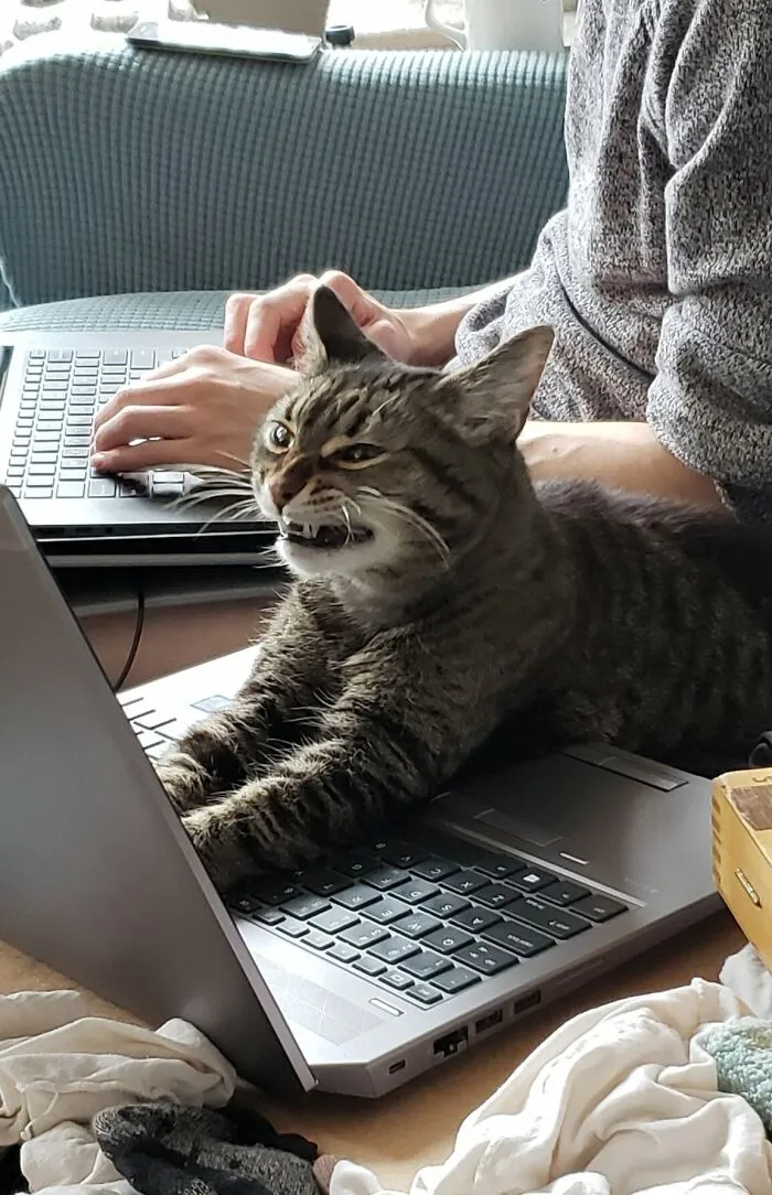 Cyber-Scrunge