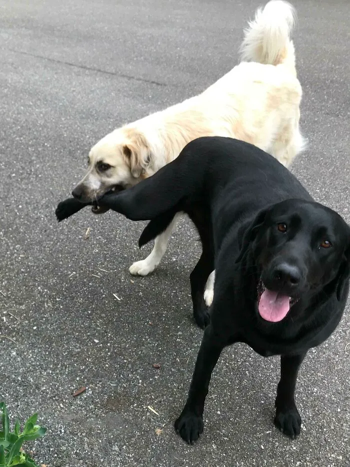 Gussy Is Unfazed By Stella