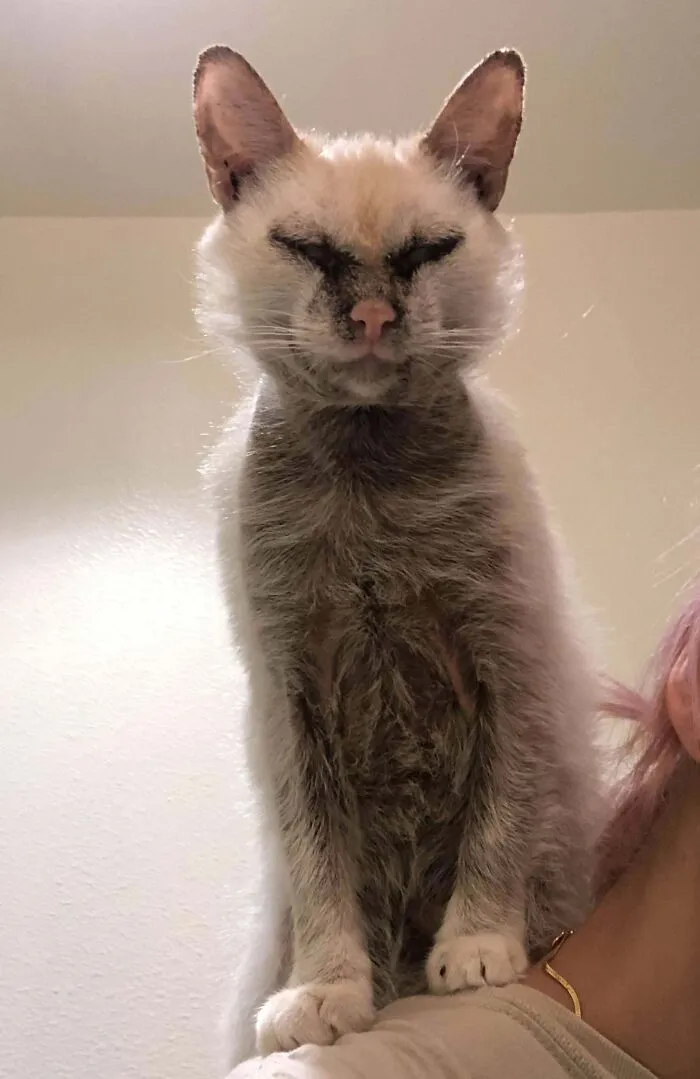 Full-Time Cat. Part-Time Gargoyle