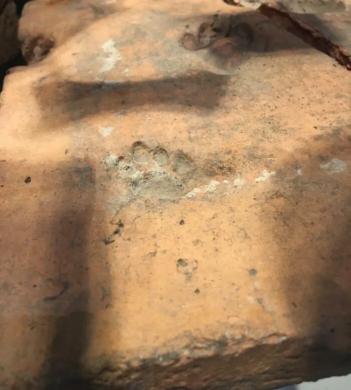 This Is A 2000-Year-Old Dog Paw Print
