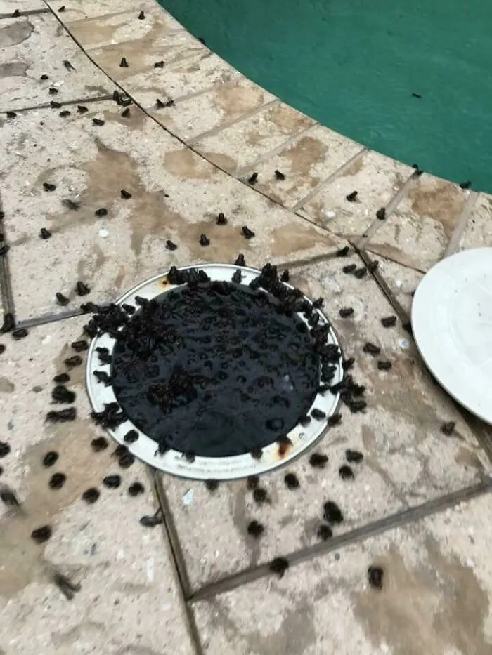 Mis suegros tienen un problema con ranas