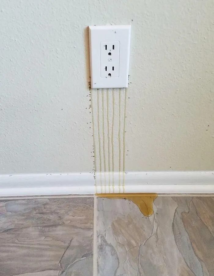 There's So Many Bees In The Wall That The Outlet Is Leaking Honey (X-Post From Pics)