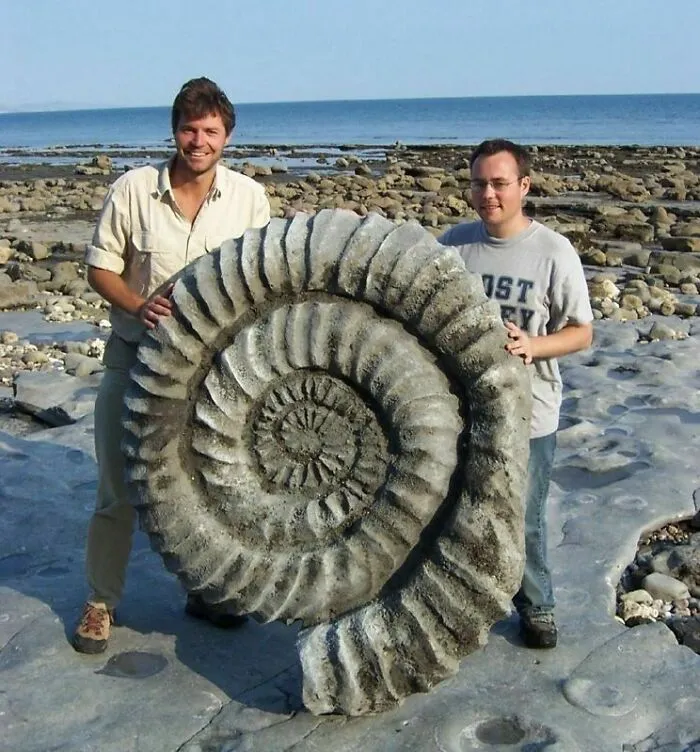 Big Old Snail