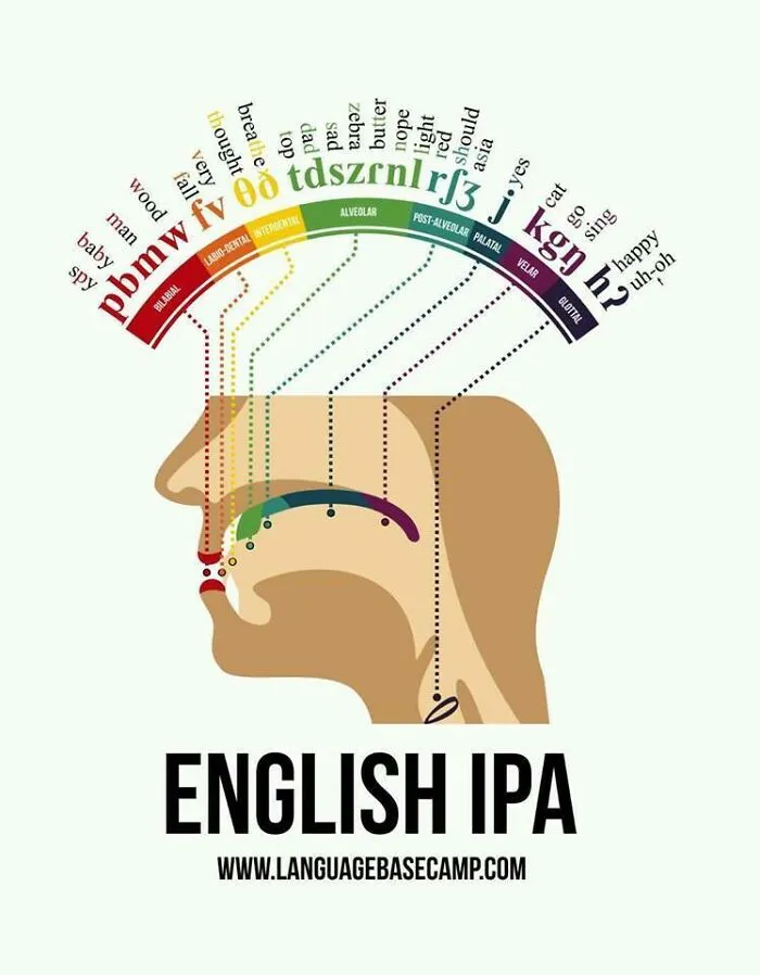 Chart Showing Mouth Locations Used For Phonetics In The International Phonetic Alphabet (Ipa) Along With English Examples