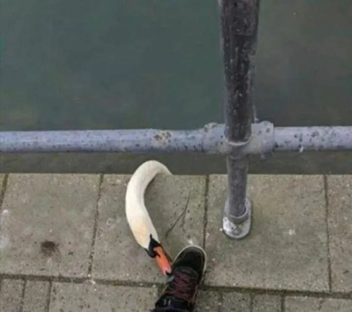35 Chaotic Avian Memes Shared By "Birds With Threatening Auras"