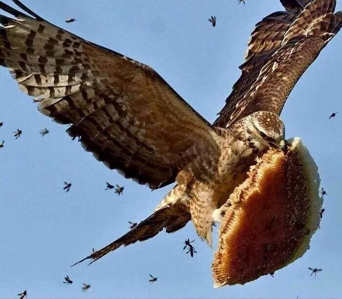 35 Chaotic Avian Memes Shared By "Birds With Threatening Auras"