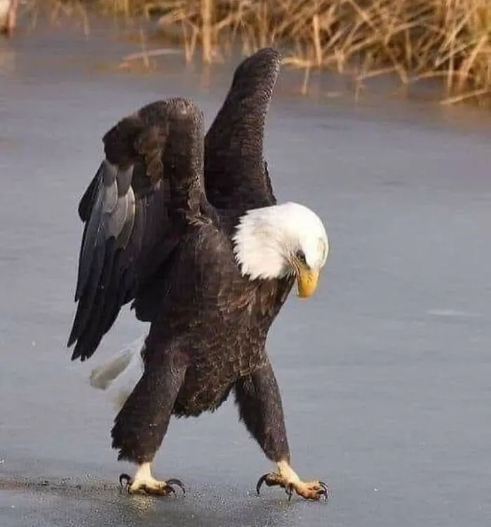 35 Chaotic Avian Memes Shared By "Birds With Threatening Auras"