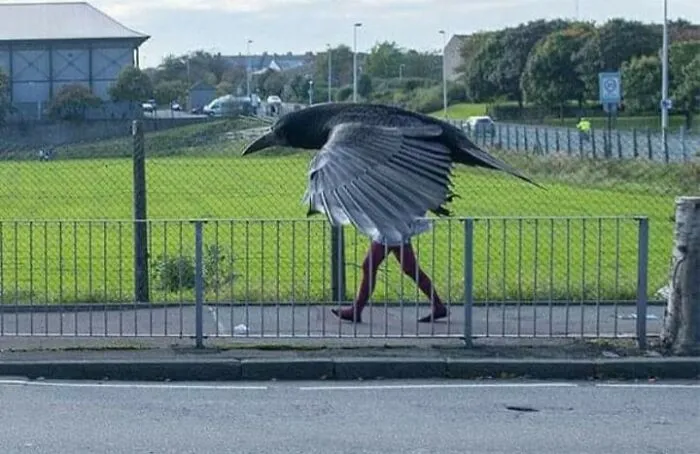 35 Chaotic Avian Memes Shared By "Birds With Threatening Auras"