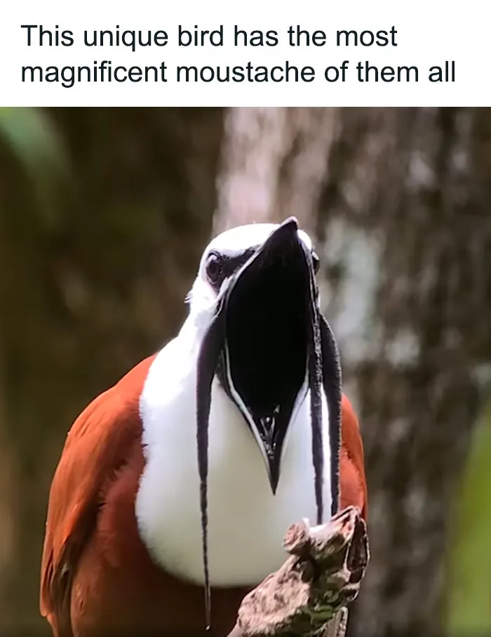 35 Chaotic Avian Memes Shared By "Birds With Threatening Auras"
