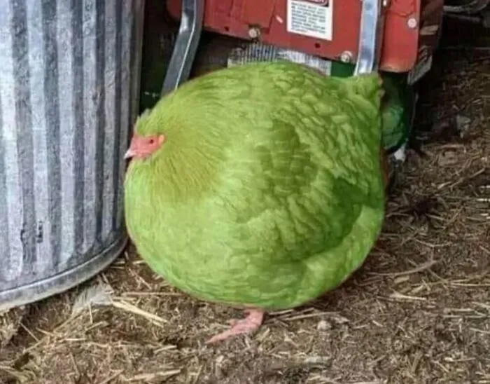 Funny-Birds-Threatening-Auras