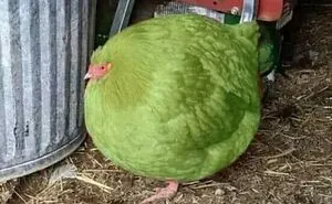35 Chaotic Avian Memes Shared By "Birds With Threatening Auras"
