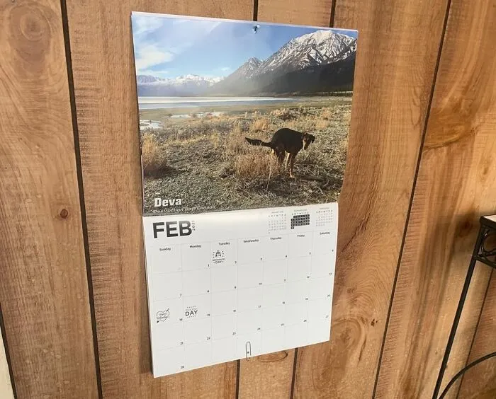 A Rollicking Year With Pooping Pooches Calendar - For The Moments When Life Seems Ruff, Remember, Everyone Poops