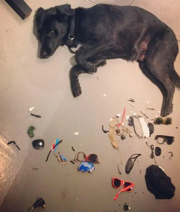 For The Most Part Having A Dog Is Awesome. But Sometimes It's Like Living With A Jerk Who Wrecks All Your Stuff When You're Not Around. Total Wrecked Sunglasses Count: 7