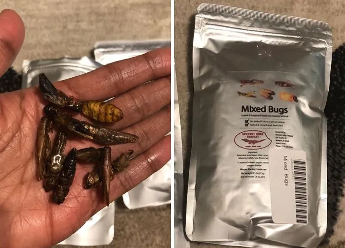 Cricket, Mealworm Or Beetle? Take Your Pick From The  <a Style="Display:inline;" Href="Https://Www.amazon.com/Dp/B01d961qi6?ascsubtag=6110773%2c15%2c46%2cd%2c0%2c0%2c0%2c0%3a0%2c17518791%2c0%2c0&dchild=1&keywords=weird%25252bgifts&qid=1606509889&sr=8-39&th=1%252c0%2c0&linkcode=ll1&tag=bpjaguar-20&linkid=6bded112a7c40fc485074d37fd4818a9&language=en_us&ref_=as_li_ss_tl" Target="_blank"><span Style="Font:inherit;color:#d74b1f;"> Bag Of Mixed Edible Bugs  </Span> - It's What’s On The Inside That Counts, Literally And Figuratively