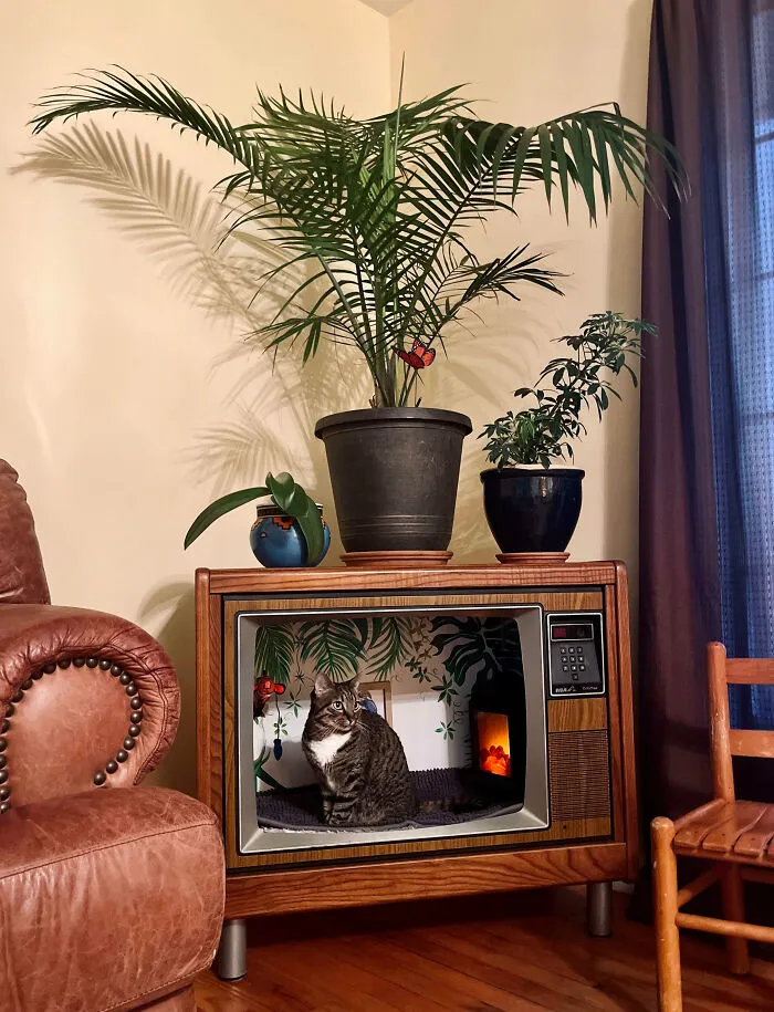 Repurposed Old Color TV From The Early 80s Into A Cat Apartment