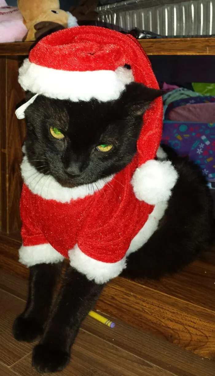 My Best Buddy Pacino. He Passed On 7yrs Ago
