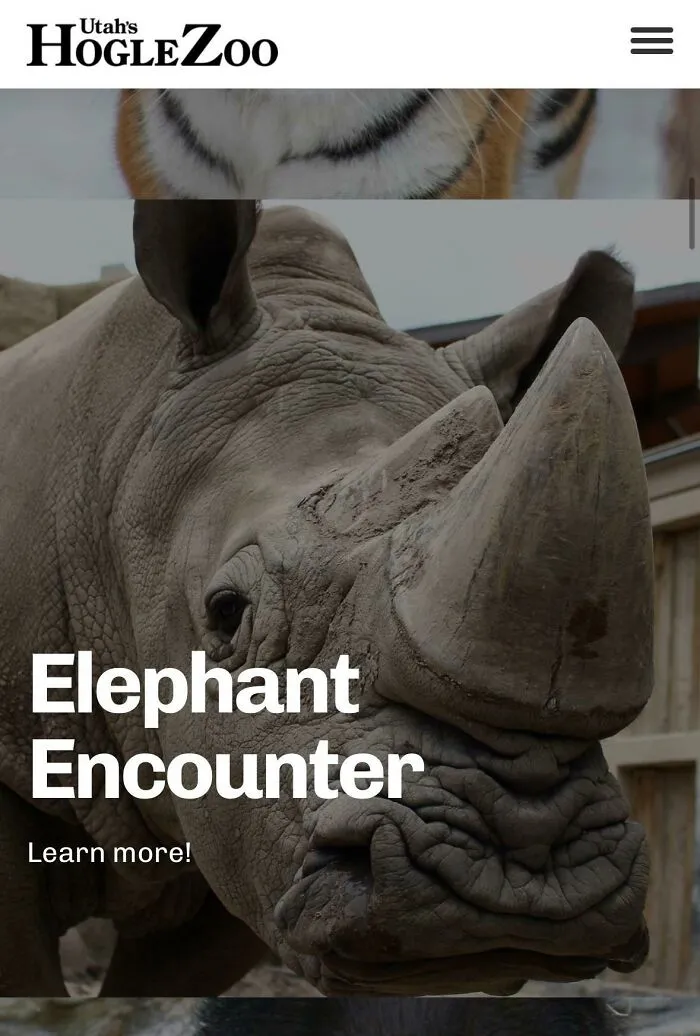 I Picked The Elephant Picture Boss