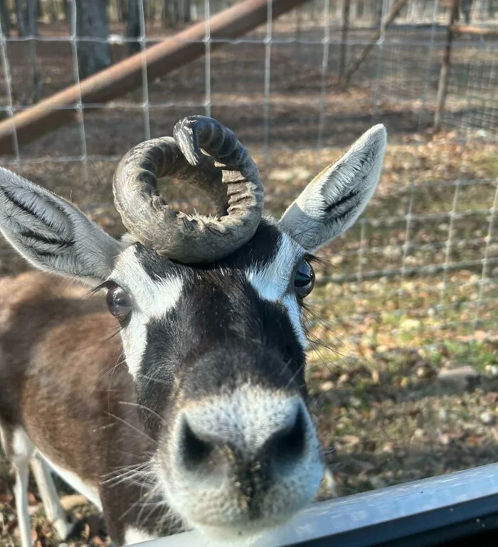 Met This Unique Gentleman At A Petting Zoo This Weekend