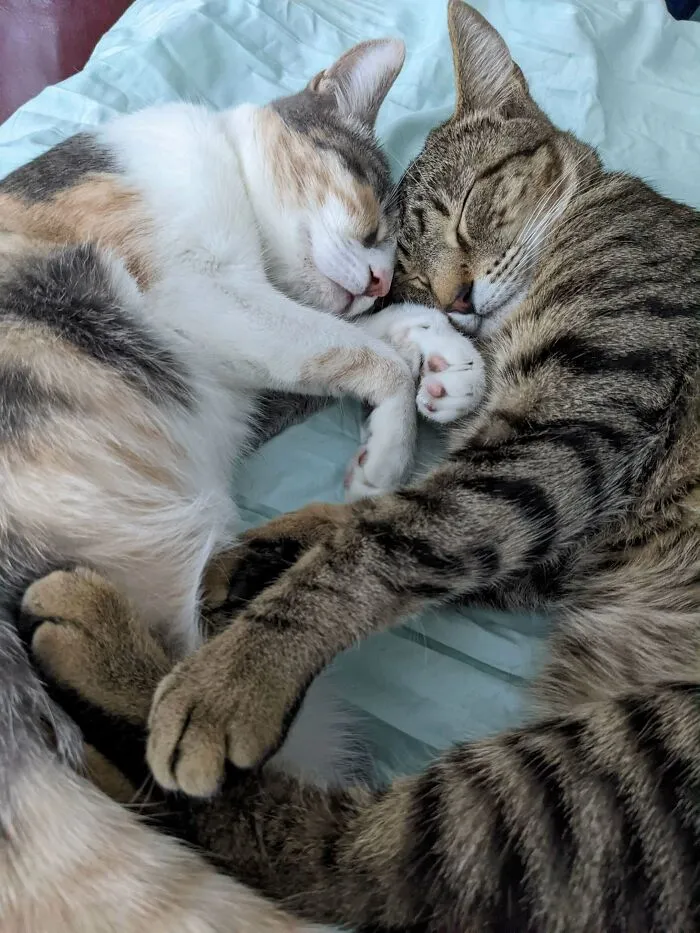 Hermano y hermana adoptados juntos que se abrazan sin parar