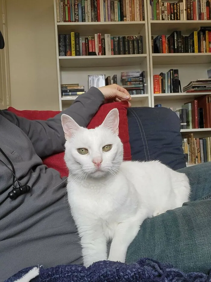 Acabo de adoptar a este bichito amoroso de 11 años