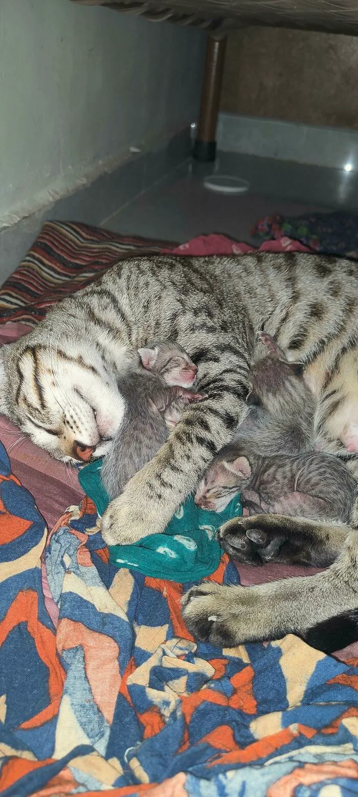 Hoy he adoptado a una gata callejera y a sus gatitos de un día