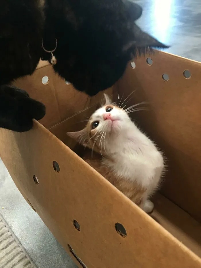 We Adopted A Second Cat Today. He And Our First Cat Are Working Things Out