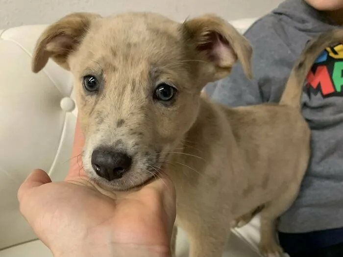 Hoy hemos adoptado a nuestro nuevo miembro de la familia, Miley