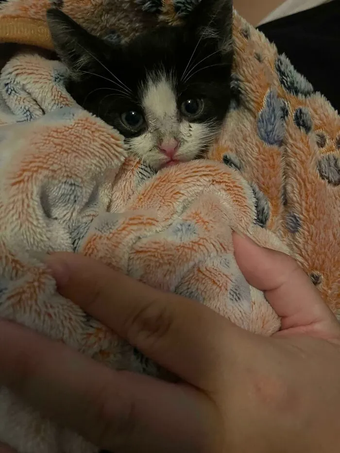 Rescaté a este pequeñín esta noche, ¿alguien puede darme una idea sobre su edad?