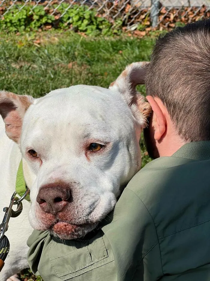 Accidental Hug While Brushing A Newly Adopted 15yo Pittie
