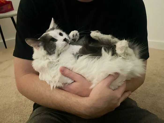 Decided To Adopt The Hissing, Swatting, Growling One At The Shelter. Took Her Less Than A Day To Turn Into The Sweetest Cuddle Bug