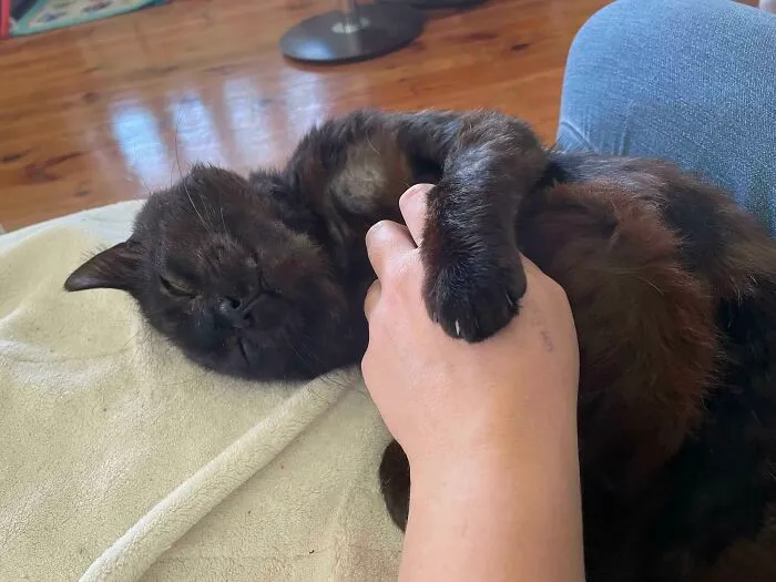 Pedí el gato menos adoptable... y acabé con un dulce pedazo de amor