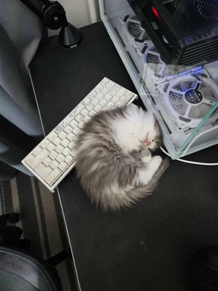 Estoy enamorado de mi gato de 6 semanas