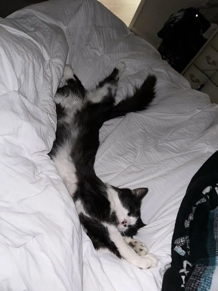 Acabo de adoptar a este dulce niño, no puedo creer que sus anteriores dueños lo abandonaran