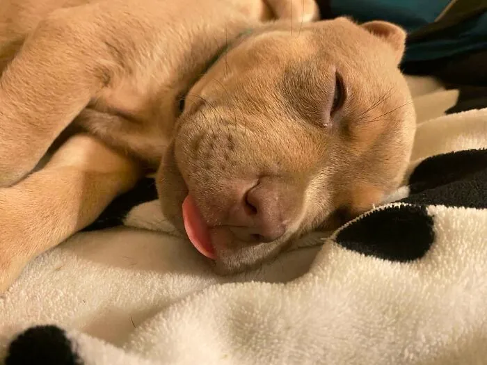 Mi cachorro recién adoptado es un tontorrón dormilón