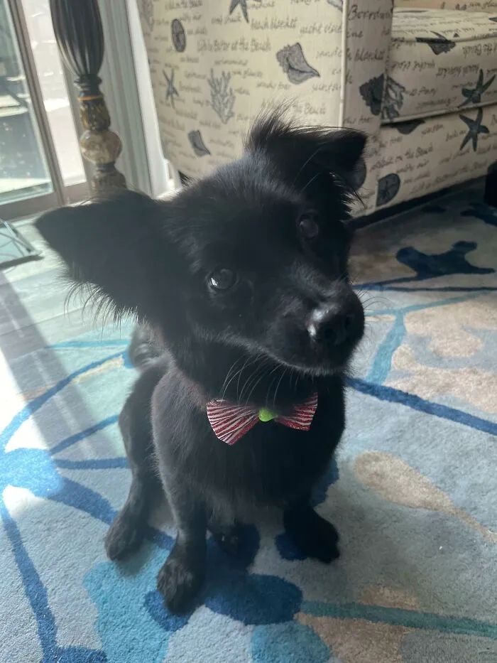 Adoptada en un centro de rescate y recién acicalada. Trufas, buena chica y terror de las ardillas