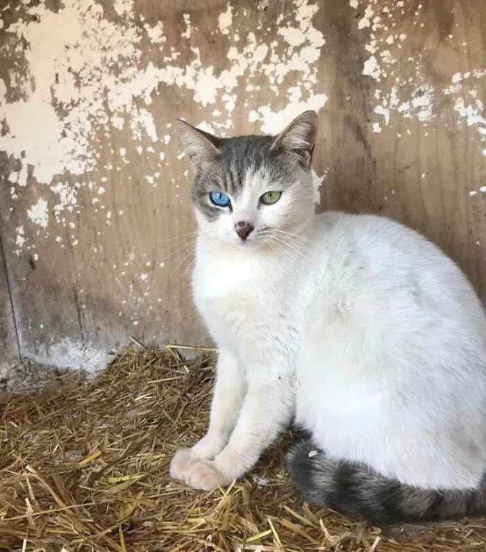 My Friend Ran Into This Cat Today. Never Seen This Combination Before