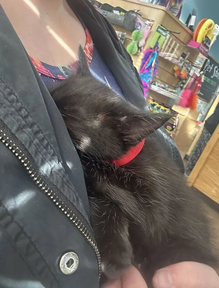 Adopté un gatito este fin de semana