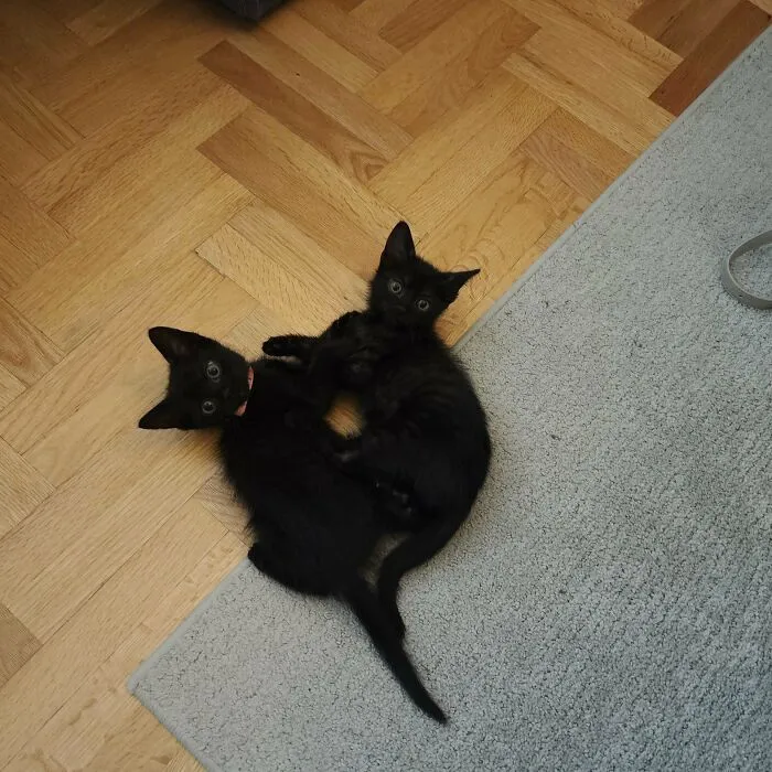 Acabo de rescatar a dos minúsculas manchitas negras