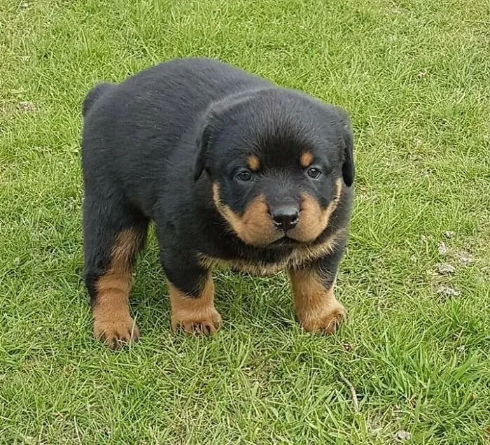 Here’s A Pic Of My Chonky Rottweiler, Kaiser. He Was Born With Gigantism So He Was Absurdly Large As A Puppy And Is Still Large