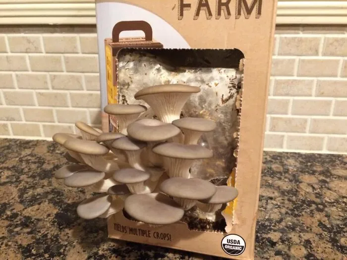 Gift Their Inner Mycophile (That's Fungi Fan, For The Non-Latin-Philes) With A Piece Of The Earthy, Exotic World Of Fungi, Courtesy Of This Unique<a Style="Display:inline;" Href="Https://Www.amazon.com/Dp/B00cd0kz78?ascsubtag=5254542%2c27%2c41%2cd%2c0%2c0%2c0%2c0%3a0%2c116241%2c0%2c0%2c0&th=1&linkcode=ll1&tag=bpjaguar-20&linkid=8c55426e18c147c187ee73c5882e01ea&language=en_us&ref_=as_li_ss_tl" Target="_blank"> <span Style="Font: Inherit; Color: #d74b1f;"> Oyster Mushroom Growing Kit</Span>!
