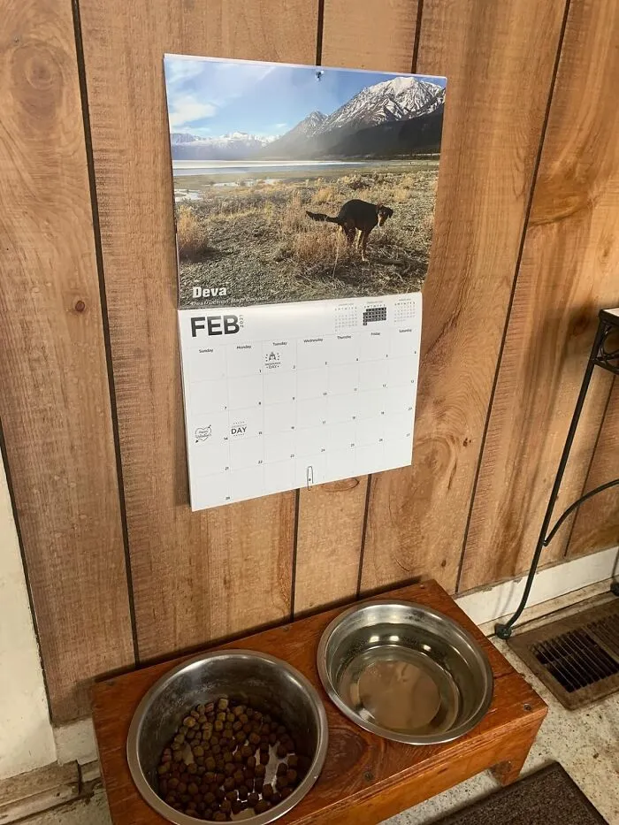 Get A Load Of Laughs With The <a Style="Display:inline;" Href="Https://Www.amazon.com/Pooping-Pooches-White-Elephant-Calendar/Dp/B0754y9gnh?crid=1t2tmf0wqf988&keywords=funny%2bchristmas%2bgifts&qid=1700578882&sprefix=funny%2bchristmas%2caps%2c198&sr=8-26&th=1&linkcode=ll1&tag=bporangutan-20&linkid=e3f37fd0f74c7467ecec8eb6775c81f1&language=en_us&ref_=as_li_ss_tl" Target="_blank"><span Style="Font:inherit;color:#d74b1f;"> Pooping Pooches Calendar </Span>- No Need To Hold Your Horses, Just Your Dogs