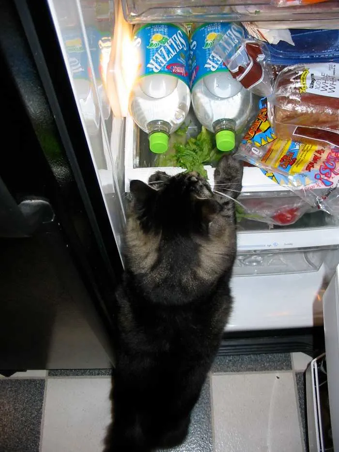 Person Asks “What Should Go In The Fridge That People Don’t Realize Should Go In The Fridge?”, Gets 30 Replies