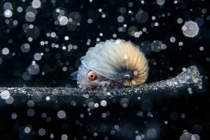 The Ocean Photographer Of The Year, 1st Place Winner Jialing Cai